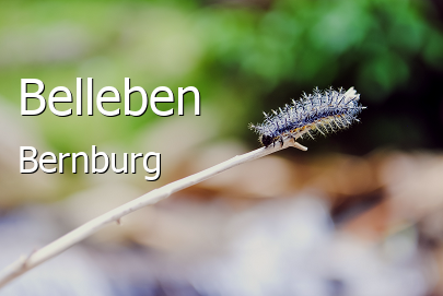 Belleben 