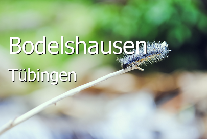 Bodelshausen Landkreis Tübingen Bodelshausen Große Landstadt