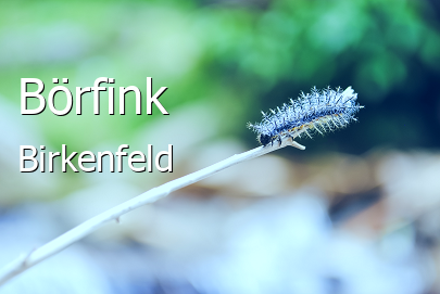Börfink Landkreis Birkenfeld Börfink Kleines Dorf