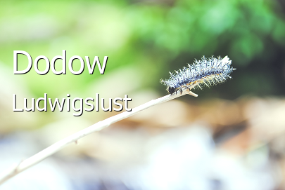 Dodow 