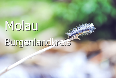 Molau 