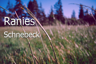 Ranies 