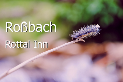 Roßbach Landkreis Rottal-Inn Roßbach Großes Dorf