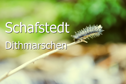 Schafstedt Landkreis Dithmarschen Schafstedt Großes Dorf