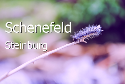 Schenefeld Landkreis Steinburg Schenefeld Kleinstadt