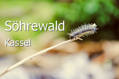 Söhrewald Landkreis Kassel Söhrewald Landstadt