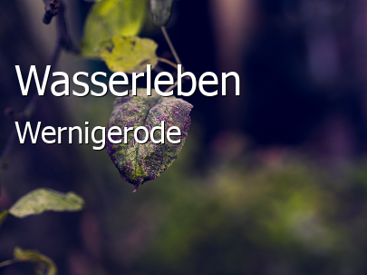Wasserleben 