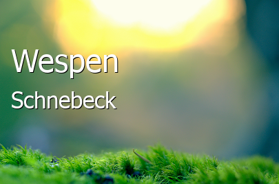 Wespen 