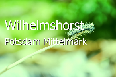 Wilhelmshorst 