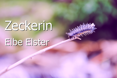 Zeckerin Landkreis Elbe-Elster Zeckerin