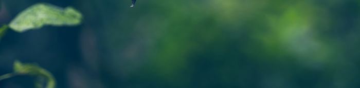 Bordesholm Gro?e Landstadt